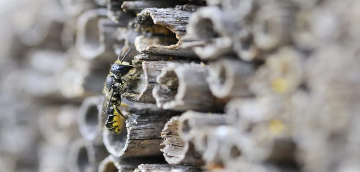 pleegouders periscoop Toneelschrijver Hoe hang je een insectenhotel op? - Insectenhotel.nl